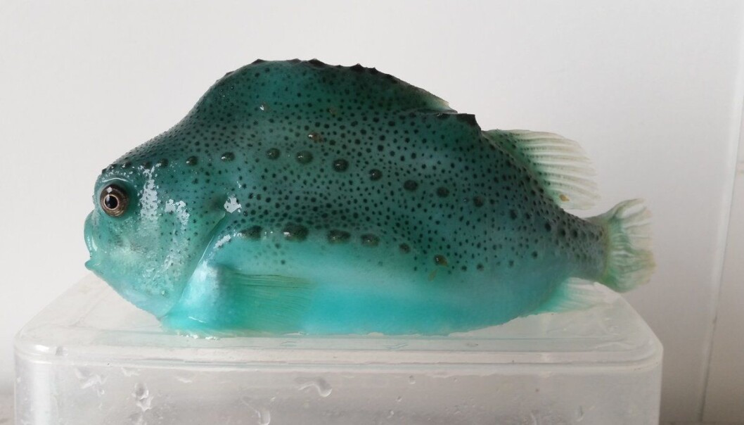 Recorded losses of cleaner fish from Norwegian fish farms run at about 40 per cent. A large proportion are also lost without being recorded first. The photo shows a commonly used cleaner fish called a lumpsucker (Cyclopterus lumpus). Recorded losses of cleaner fish from Norwegian fish farms run at about 40 per cent. A large proportion are also lost without being recorded first. The photo shows a commonly used cleaner fish called a lumpsucker (Cyclopterus lumpus).