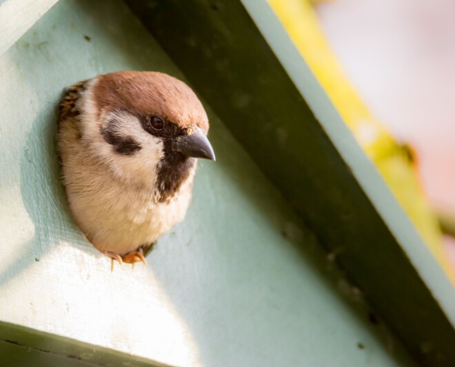 Tree sparrows are happy to live in birdhouses. Tree sparrows are happy to live in birdhouses.
