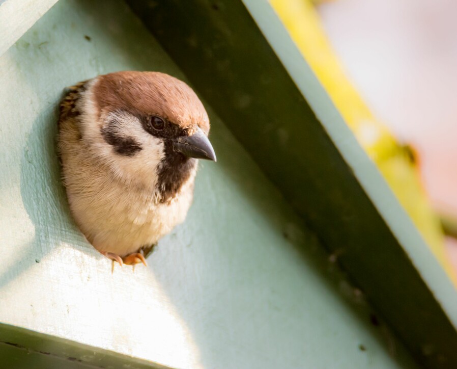 Tree sparrows are happy to live in birdhouses.