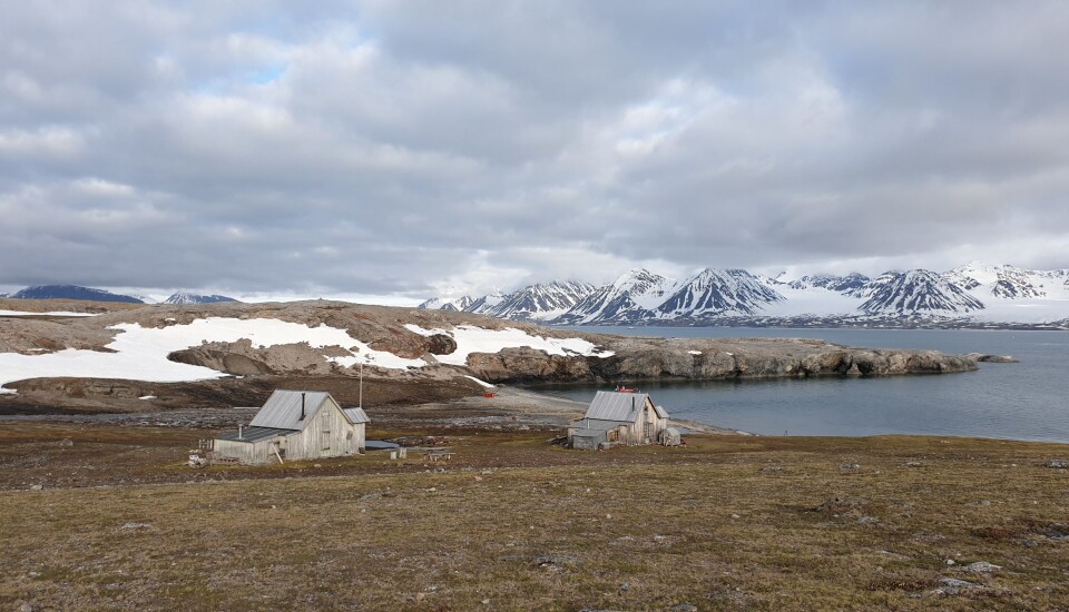 Blomstrandhalvøya (Flower beach peninsula), 78°50’ N, was seen as a peninsula, connected to Spitsbergen by a glazier. Glazier melting has turned the peninsula into an island, and slowly it is getting greener. Svalbard has seen a 30% increase in greenness concurrent with about 4 degrees increase in mean summer temperature between 1986 and 2015.