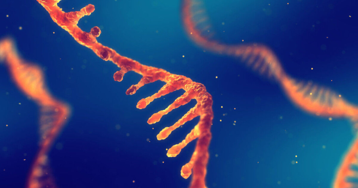 rna scientists have discovered a new