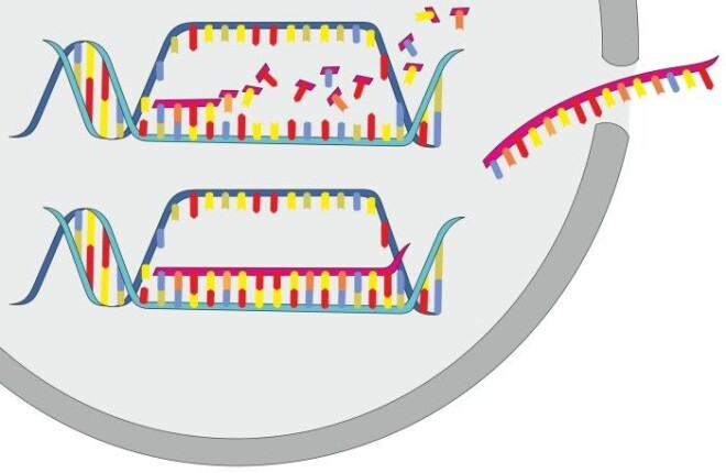 RNA unzips a small segment of the DNA, and creates an RNA copy of the DNA’s recipe for a protein. Then the RNA copy slips out of the cell nucleus and into parts of the cell where the protein can be made. RNA unzips a small segment of the DNA, and creates an RNA copy of the DNA’s recipe for a protein. Then the RNA copy slips out of the cell nucleus and into parts of the cell where the protein can be made.