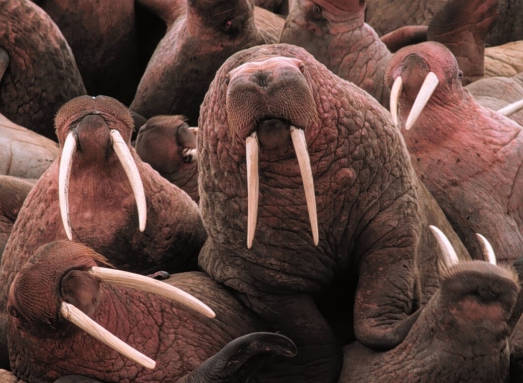 Ivory from tusks of walruses like these may have been behind both the success and decline of the Norse colony in Greenland. Ivory from tusks of walruses like these may have been behind both the success and decline of the Norse colony in Greenland.