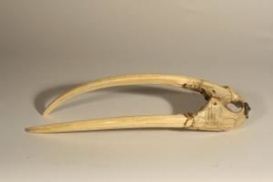 This rostrum with tusks can be dated to 1200-1400 CE, based on a runic inscription in Old Norse.
