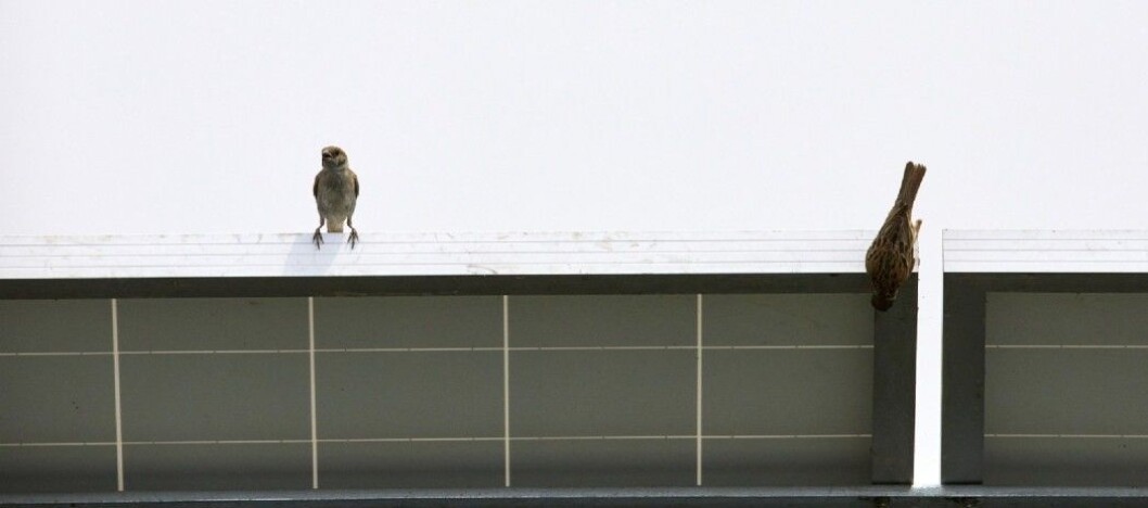 Sparrows on solar panel. Sparrows on solar panel.