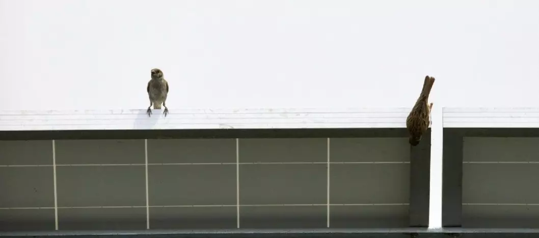 Sparrows on solar panel.