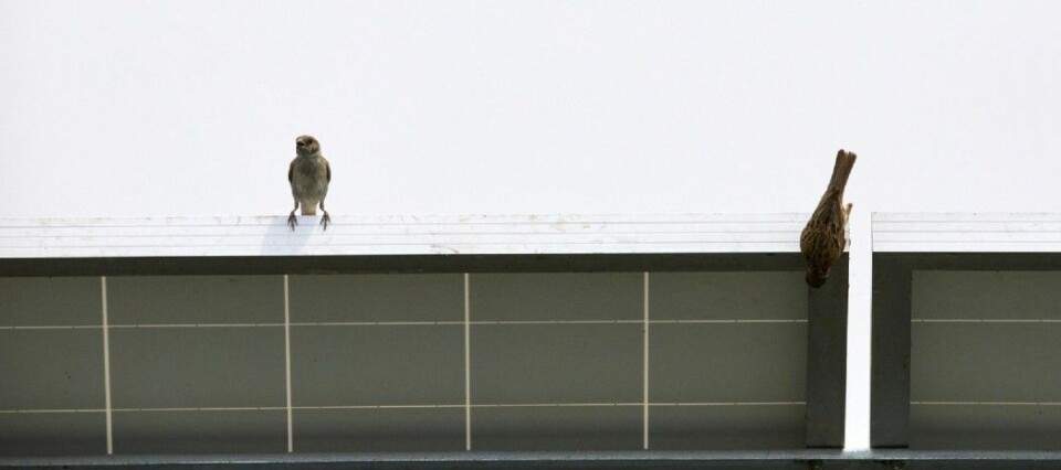 Sparrows on solar panel.