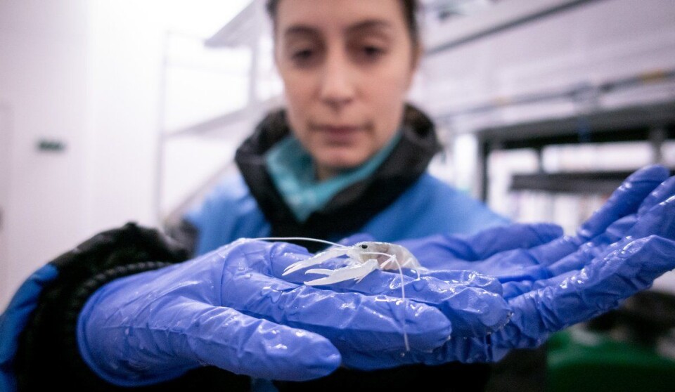 This lobster has died while moulting, which can occur when teflubenzuron stops the formation of chitin, the principal component of the exoskeleton of crustaceans. Juvenile lobsters are shelter seekers - they are never found in the wild. This one is hatched in the lab. Here with PhD-student Rosa Escobar Lux.