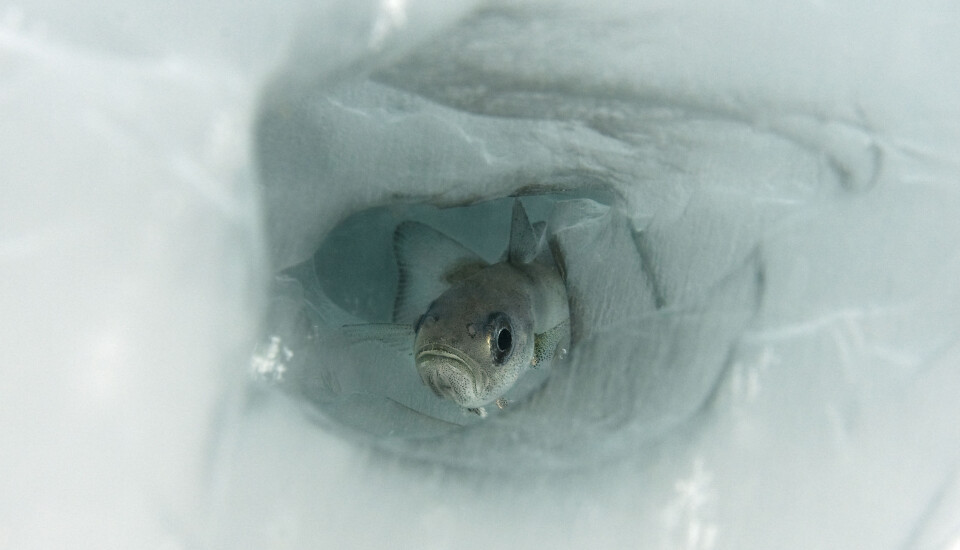 Polar cod in climate crisis