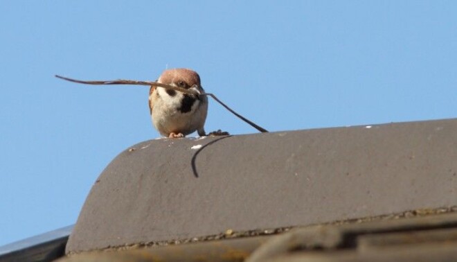 A tree sparrow in the process of building a nest on a roof? A tree sparrow in the process of building a nest on a roof?