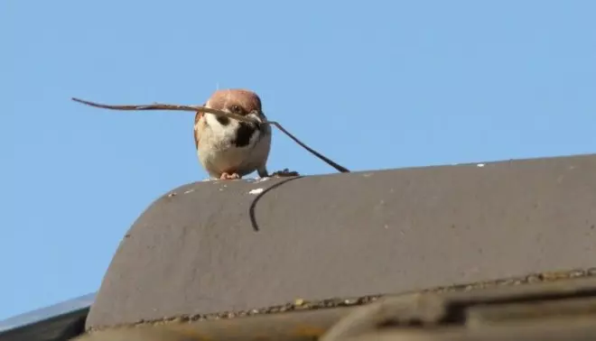 A tree sparrow in the process of building a nest on a roof?