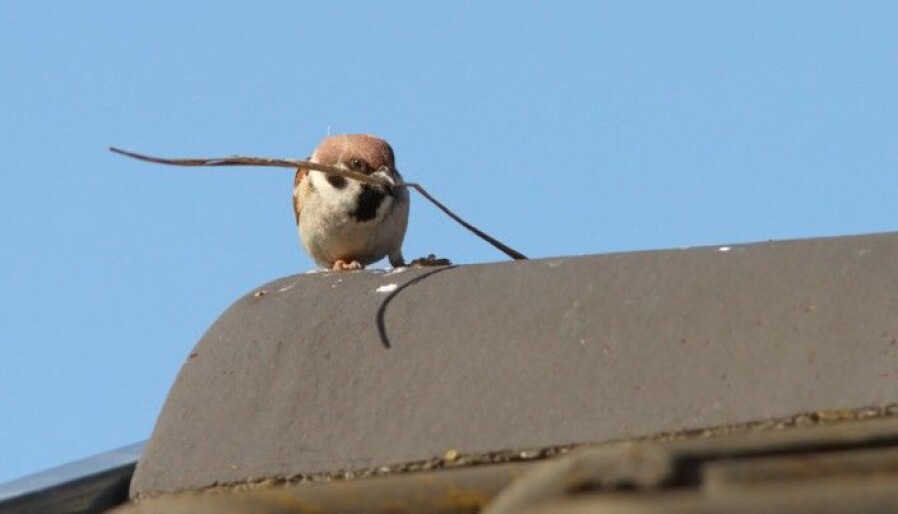 A tree sparrow in the process of building a nest on a roof?