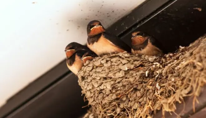 Young swallows in a nest under a roof.