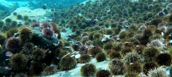 Norway's first onshore sea urchin farm up and running