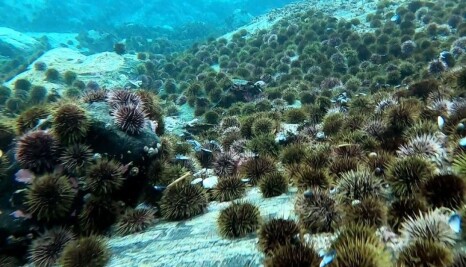 Nut Allergy Can Trigger Allergic Reactions To Other Food