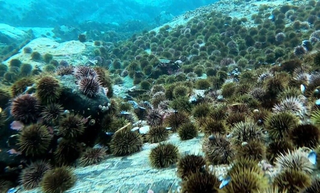 Sea urchins have been invading the seabed along large stretches of the Norwegian coast and decimating the kelp forest areas since the 1970s. Sea urchins have been invading the seabed along large stretches of the Norwegian coast and decimating the kelp forest areas since the 1970s.