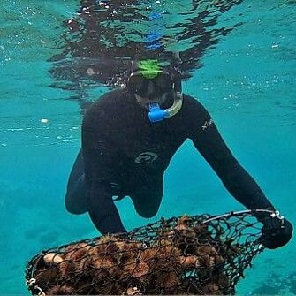 Harvesting sea urchins. Harvesting sea urchins.