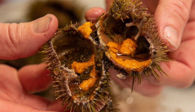 Sea urchin roe is considered to be a delicacy in many countries in Asia and southern Europe. Sea urchin roe is considered to be a delicacy in many countries in Asia and southern Europe.