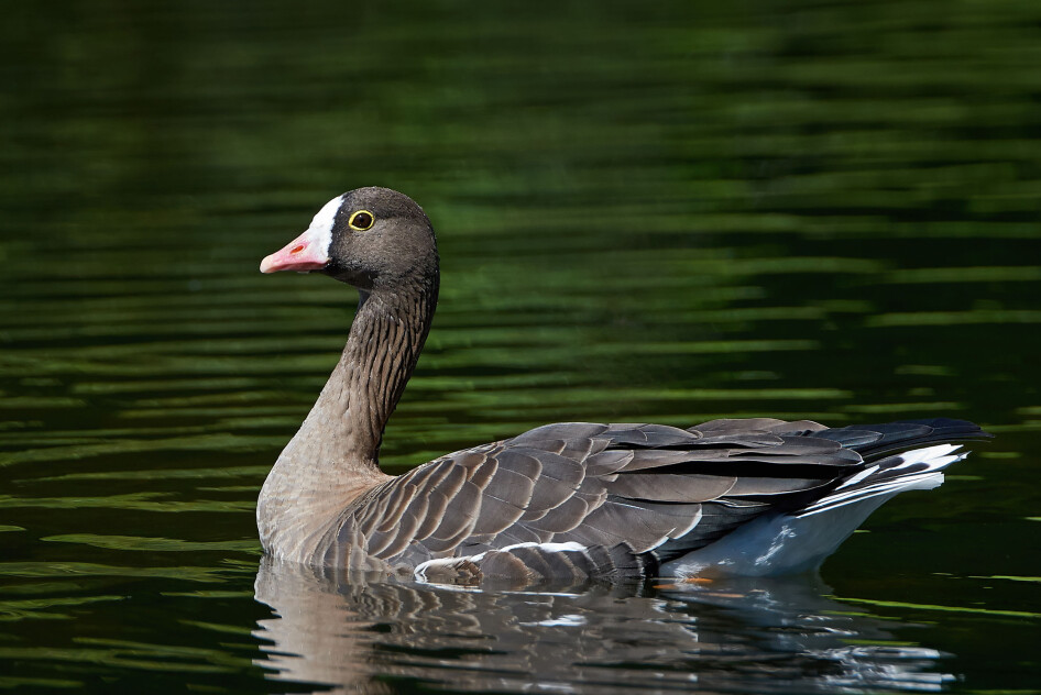 The populations of the lesser white-fronted goose declined dramatically in Lapland during the 1940s.