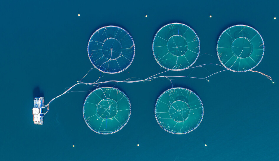 An aerial view of the fish farm in Hordaland, Norway. Farmed salmon need omega-3 fatty acids in their diet, but so do humans. The current supply simply isn’t big enough, researchers say.
