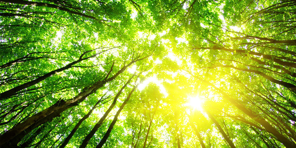 When cropland is abandoned, trees can take over. And in some parts of Europe, at least, this can make it cooler.