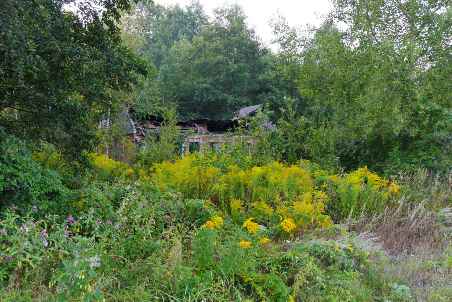 It doesn’t take long before shrubs and trees move into an abandoned farm.