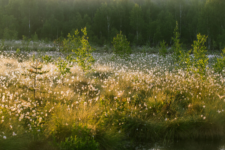 This wetland in Latvia shows illustrates how trees are invading these areas because they are drying out.