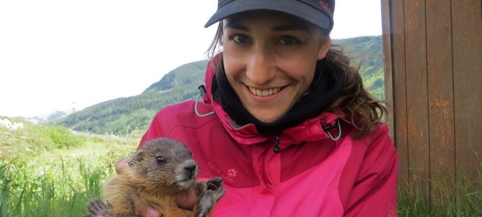 Older marmot-mothers produce more successful daughters