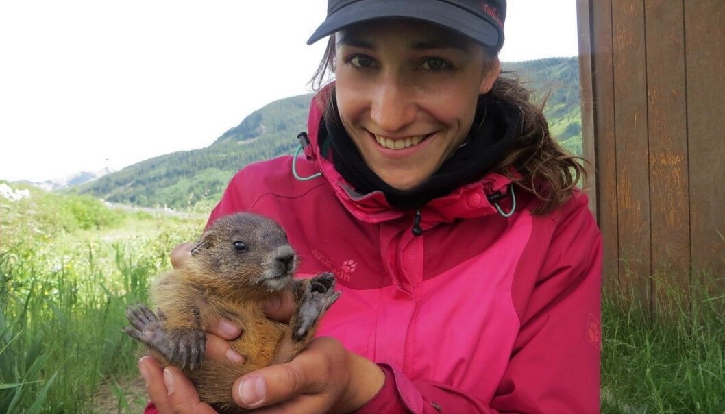 Svenja B. Kroeger holding a yellow-bellied marmot pup. Svenja B. Kroeger holding a yellow-bellied marmot pup.