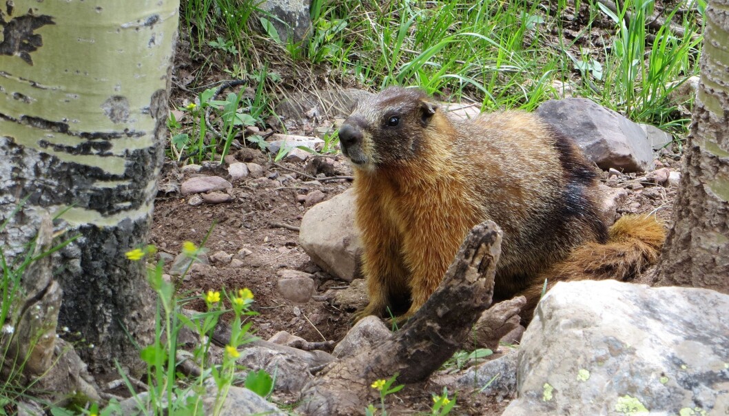 Yellow-bellied marmot at the Rocky Mountain Biological Laboratory. Yellow-bellied marmot at the Rocky Mountain Biological Laboratory.