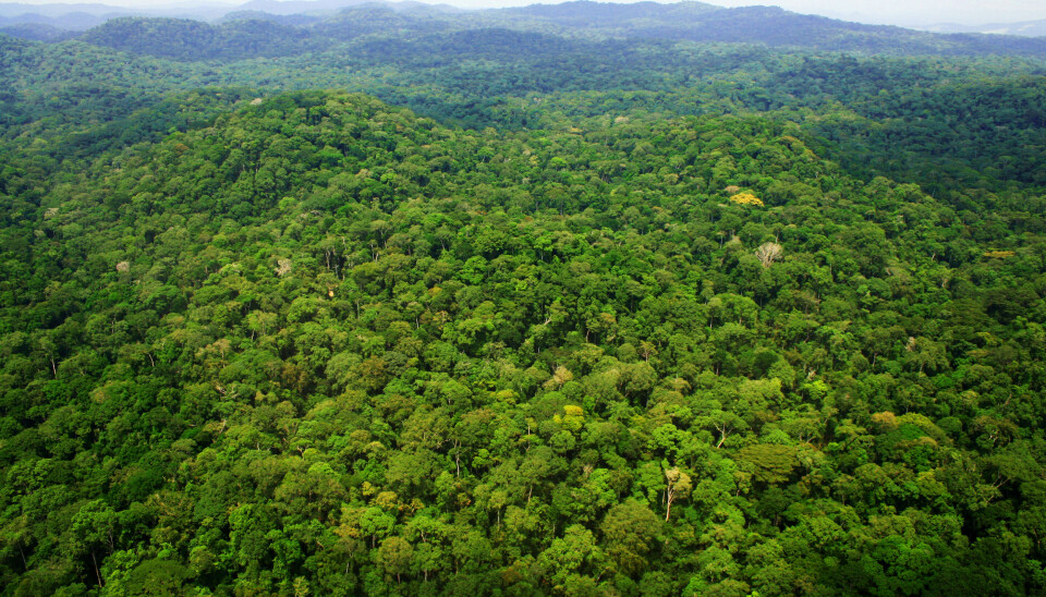 Above Ivindo National Park, central Gabon.