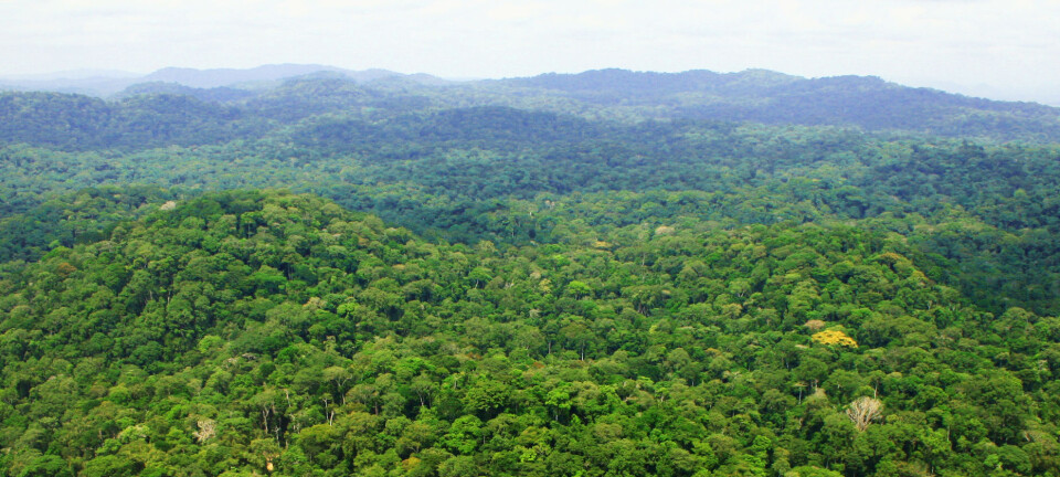 Followed 300 000 trees for 30 years: Tropical forests will soon be emitting more carbon than they capture