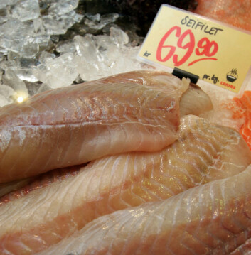 Saithe filet in the grogery store, as many are used to seeing the fish. Saithe filet in the grogery store, as many are used to seeing the fish.
