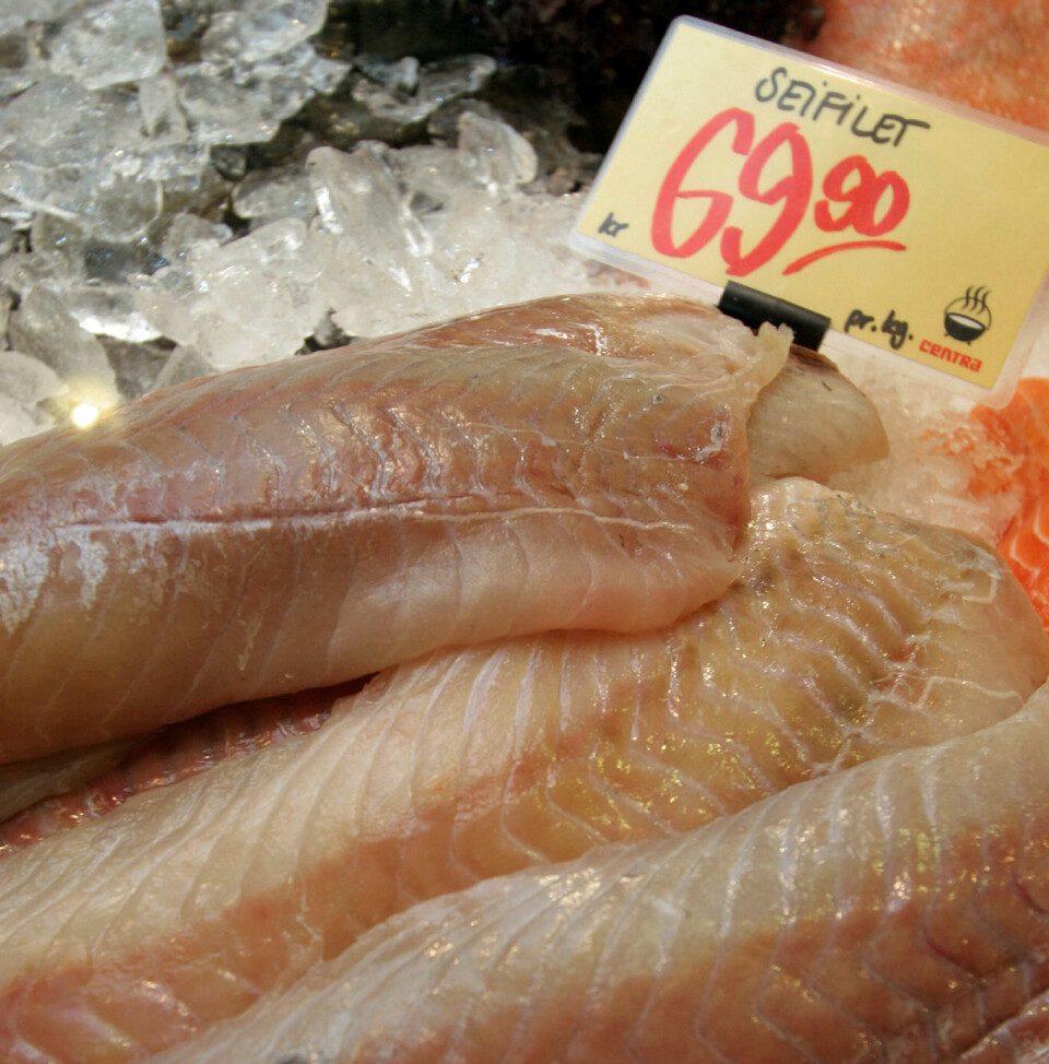 Saithe filet in the grogery store, as many are used to seeing the fish.