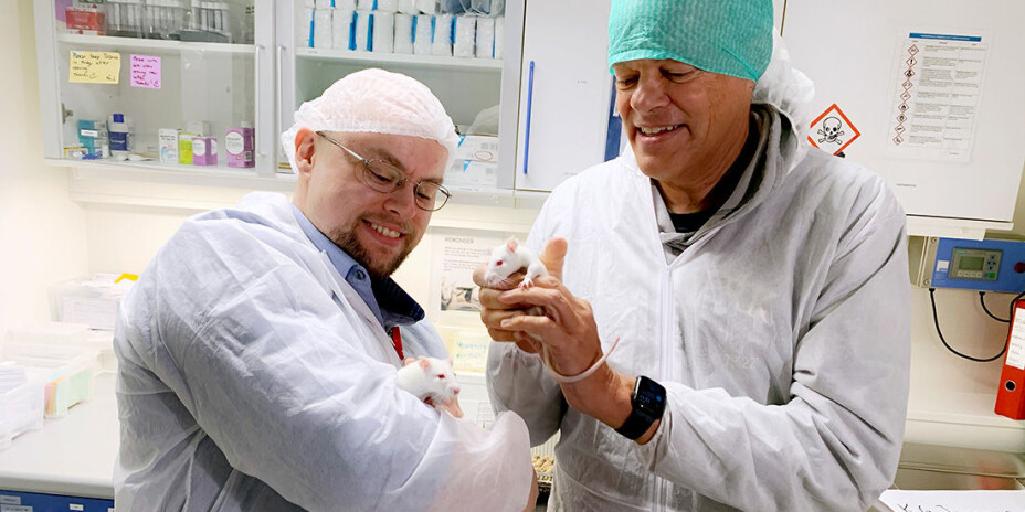 These Alzheimer’s rats, Kristiane and Gerda, were both named after Kristian Gerhard Jebsen. Postdoc Asgeir Kobro-Flatmoen holds Gerda, and Edvard Moser has Kristiane. Alzheimer rats carry two mutations in one gene that often result in Alzheimer’s disease. Kobro-Flatmoen says when the Alzheimer rats get old, researchers notice that they have a harder time orienting themselves.