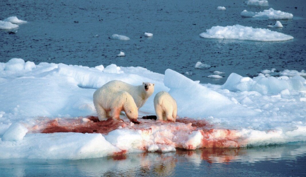Harp seal pups (whitecoats) nurse on the ice for 12 days before they are ready to enter the sea. During that period, they are vulnerable to predators. Harp seal pups (whitecoats) nurse on the ice for 12 days before they are ready to enter the sea. During that period, they are vulnerable to predators.