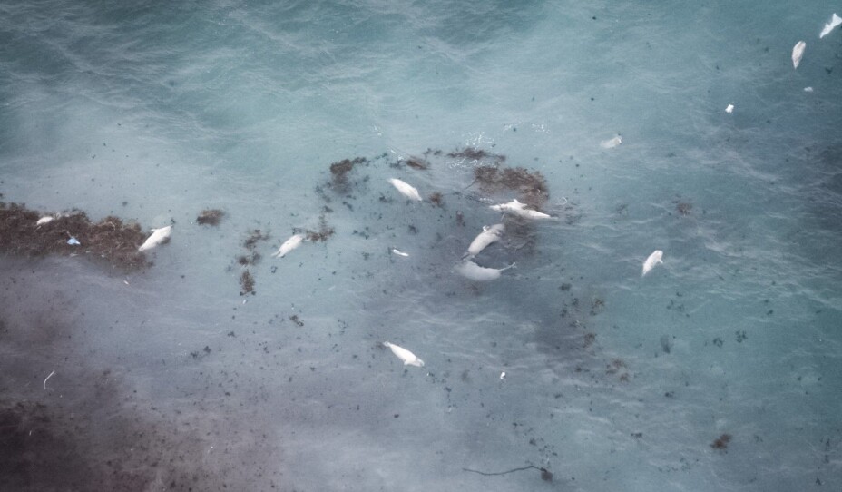 If the weak ice fails before the seal pups are ready for the sea, mass mortality can occur, as happened here in Canadian waters.