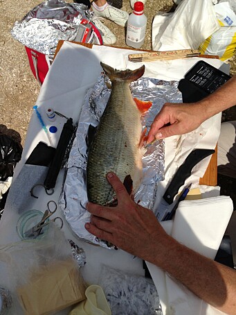 The researchers also measured environmental pollutants in fish from the rivers Bosna, Neretva and Vrbas. The researchers also measured environmental pollutants in fish from the rivers Bosna, Neretva and Vrbas.
