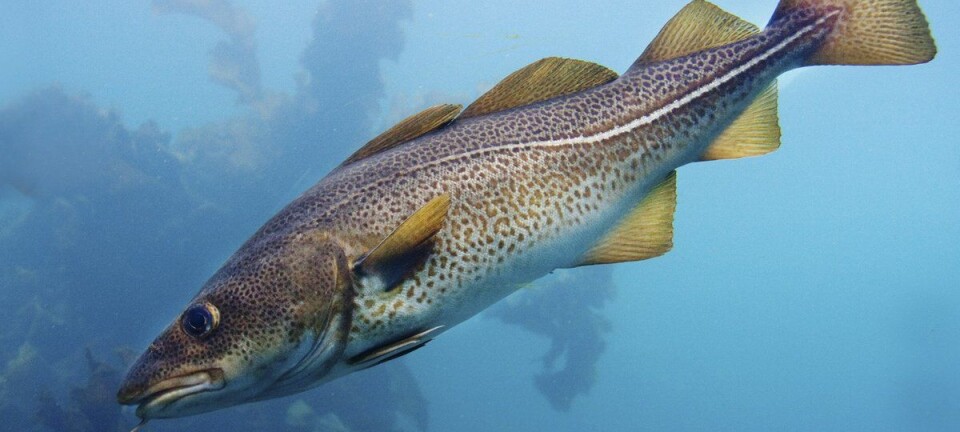 Size matters when the cod go into spawning season