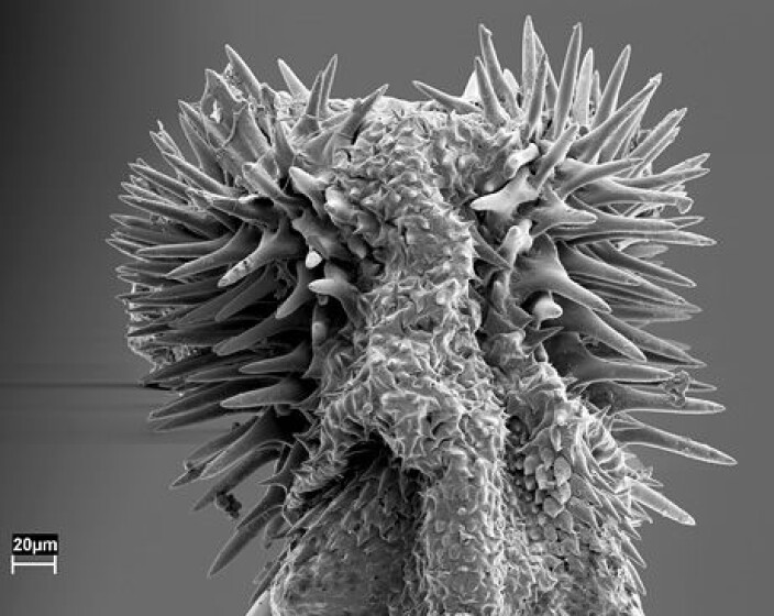 The penis of male seed beetles of the species Callosobruchus maculatus is covered with spines, which can injure the female during mating. The penis of male seed beetles of the species Callosobruchus maculatus is covered with spines, which can injure the female during mating.