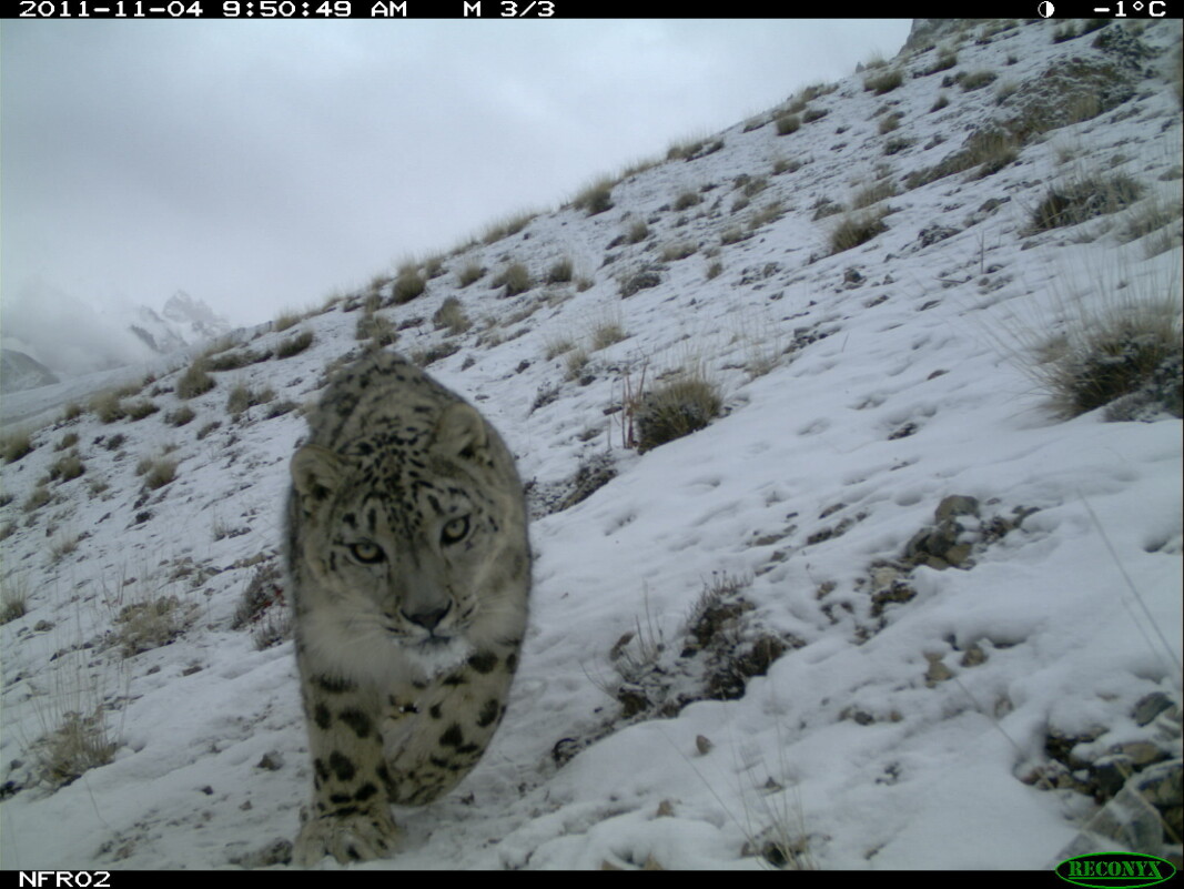 Picture of snow leopard taken with a wildlife camera. Picture of snow leopard taken with a wildlife camera.