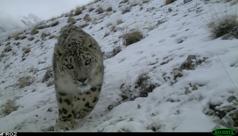 New methods to count animals that are rarely seen