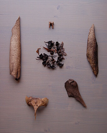 Selection of bones found at the settlement in Varanger. Selection of bones found at the settlement in Varanger.