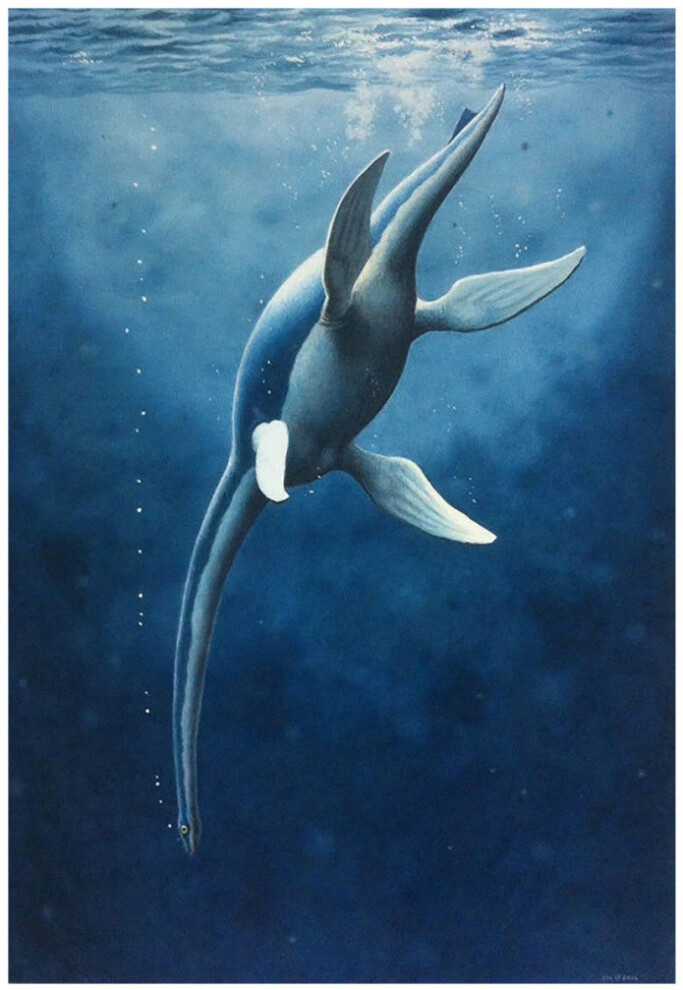 <i>Ophthalmothule cryostea</i> on its way down to deep water. <i>Ophthalmothule cryostea</i> on its way down to deep water.