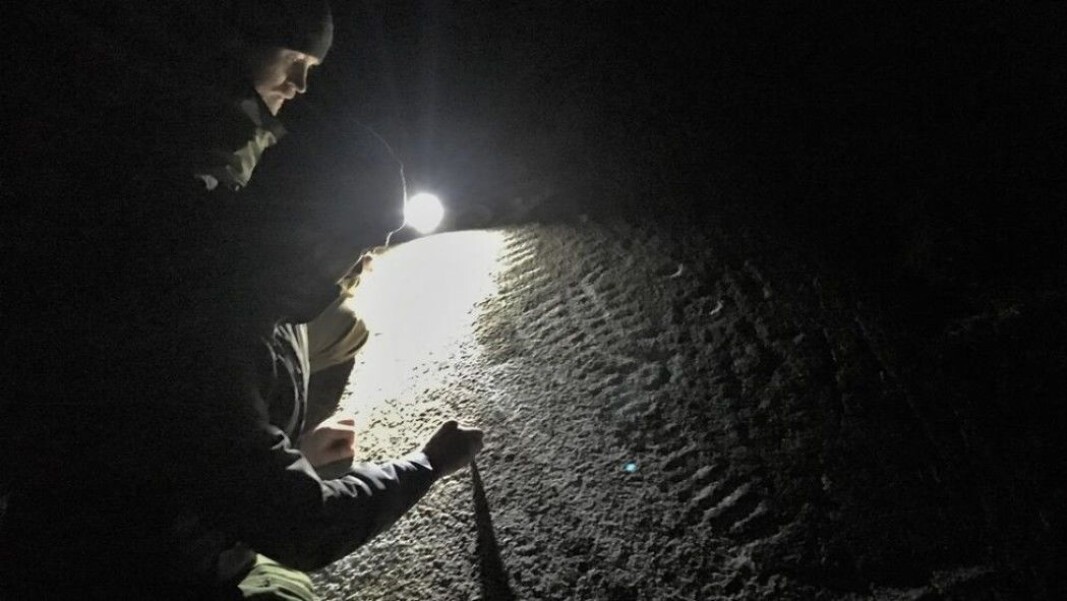 In late March, three friends hunting for petroglyphs made an exciting discovery. The majestic ship pictured was hidden in the Norwegian municipality of Råde for 3000 years. All that was required to bring it to light was to sweep away a bit of soil. Rock carvings are easiest to find in the dark. In late March, three friends hunting for petroglyphs made an exciting discovery. The majestic ship pictured was hidden in the Norwegian municipality of Råde for 3000 years. All that was required to bring it to light was to sweep away a bit of soil. Rock carvings are easiest to find in the dark.