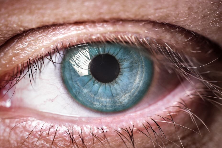 “The octopus has an eye that looks a lot like our human eye, except that it is much better!”, explains Sætre.