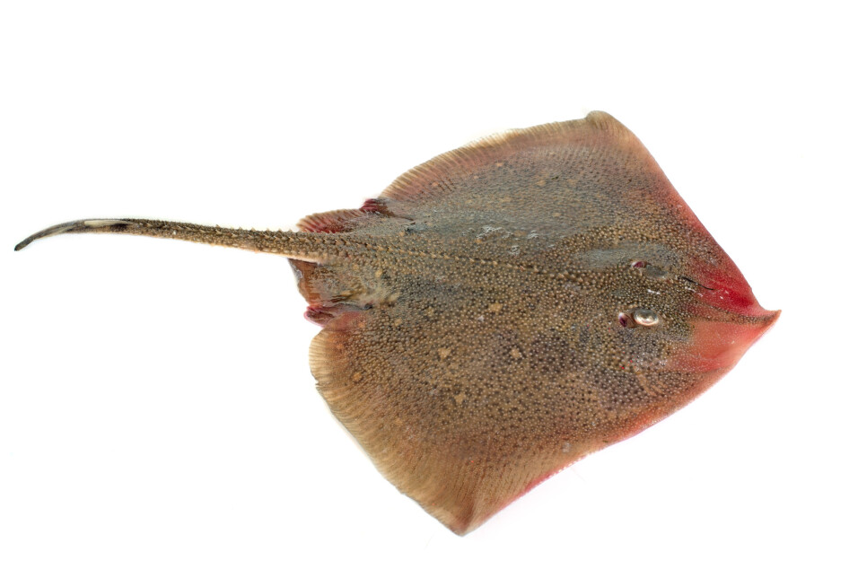 The ancestors of modern day rays – like the manta ray – went through a similar evolution: they increased their survival rates by becoming flat and easier to hide, but they did not lie down sideways as the ancestral flatfish. Instead, they settled straight down on the seafloor and started flattening themselves while keeping the original symmetry.
