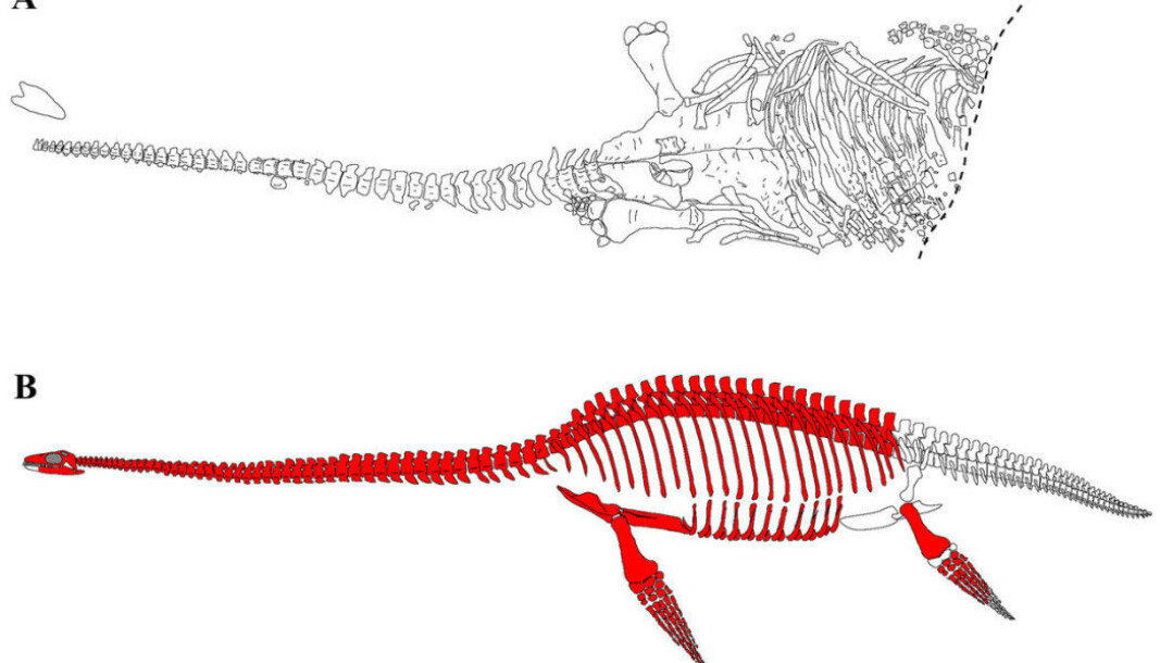 Only a few heads have been preserved from this group of plesiosaurs, called cryptoclidids, Roberts says. Their skulls are small and fragile. Only a few heads have been preserved from this group of plesiosaurs, called cryptoclidids, Roberts says. Their skulls are small and fragile.