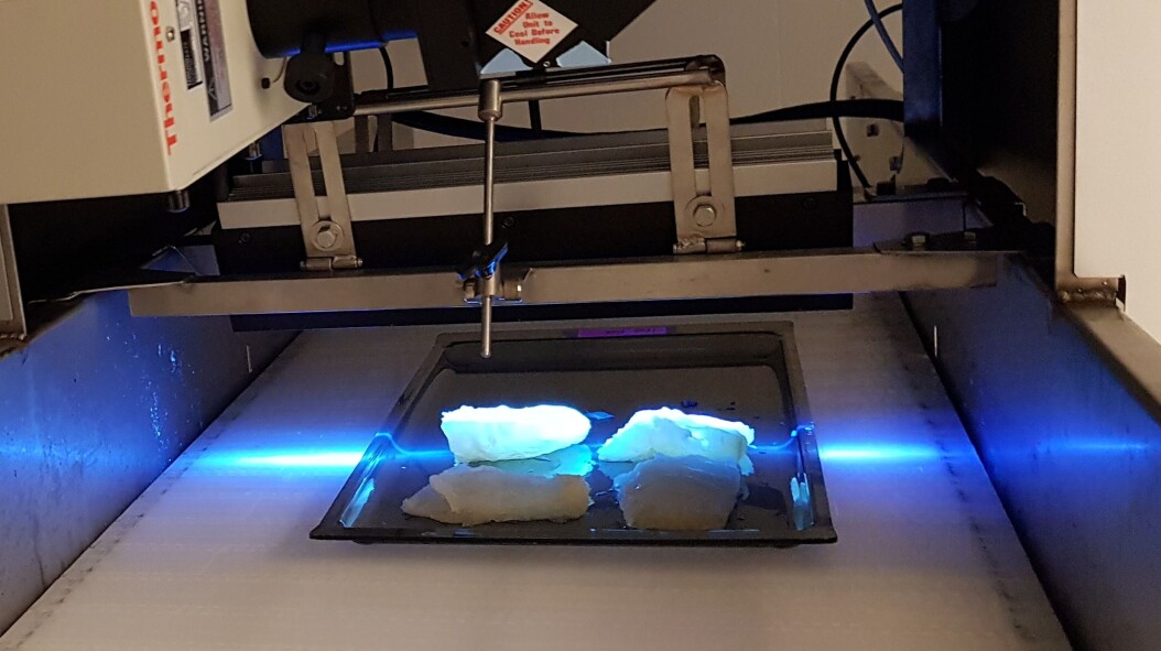 Fish being illuminated to measure its fluorescense – the «fingerprint» of the species. Fish being illuminated to measure its fluorescense – the «fingerprint» of the species.