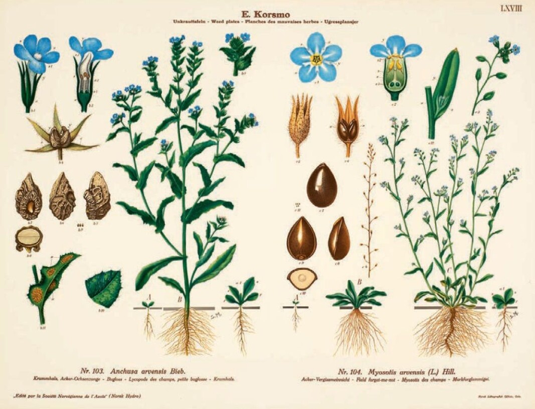 Emil Korsmo’s beautiful weed charts showed illustrations of plant life cycles. Emil Korsmo’s beautiful weed charts showed illustrations of plant life cycles.